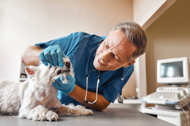 Best Emergency Dental Care for Broken or Chipped Teeth in Renova, MS